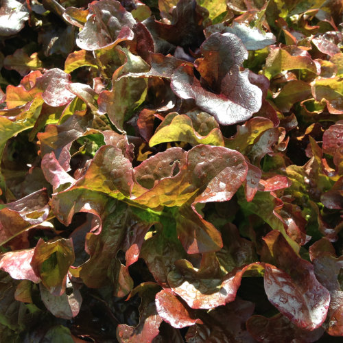 Lettuce Red Salad Bowl